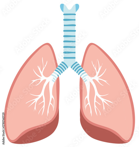 Human Lungs Anatomy Illustration for Medical, Education, or Healthcare Concepts