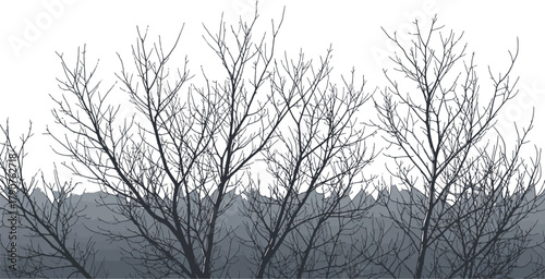 Bare tree branches reaching into a misty sky creating a wintery atmosphere