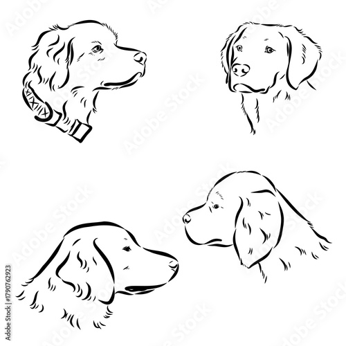 Breton epagnole dog, vector sketch