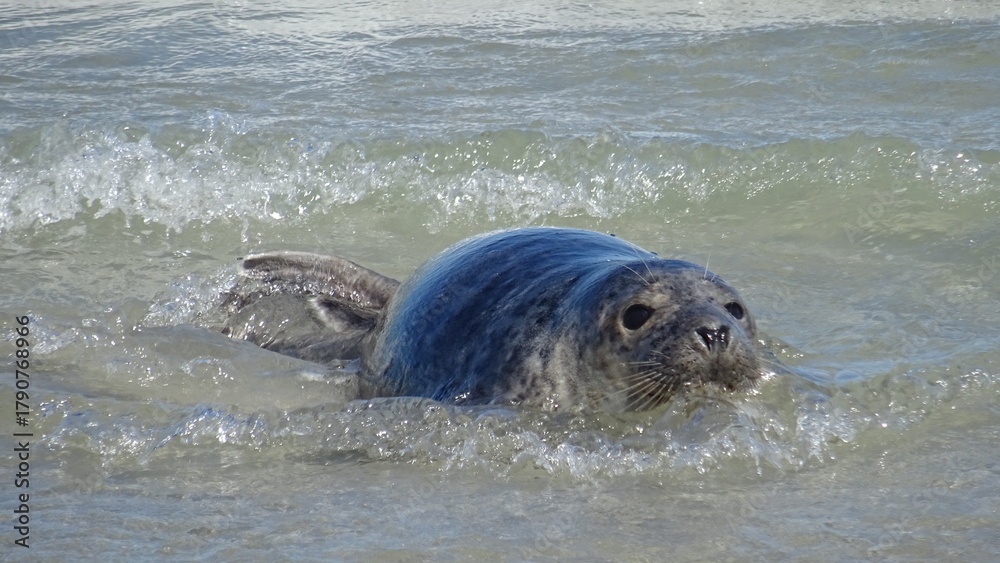 Fototapeta premium Junger Seehund im Wasser