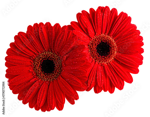 Two vibrant red daisy-like flowers, dew drops, black centers