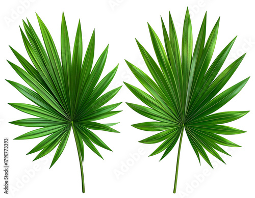 Two vibrant, detailed green palm fronds on a black background