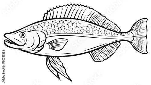 Line drawing of a fish in profile with scales and fins