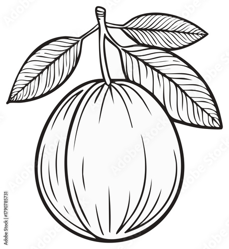 Detailed Line Drawing of a Fresh Orange Fruit with Leaves on a Stem