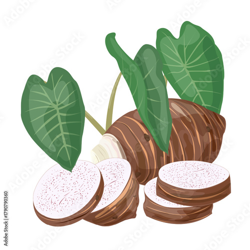 Taro Root. Tropical Vegetable.