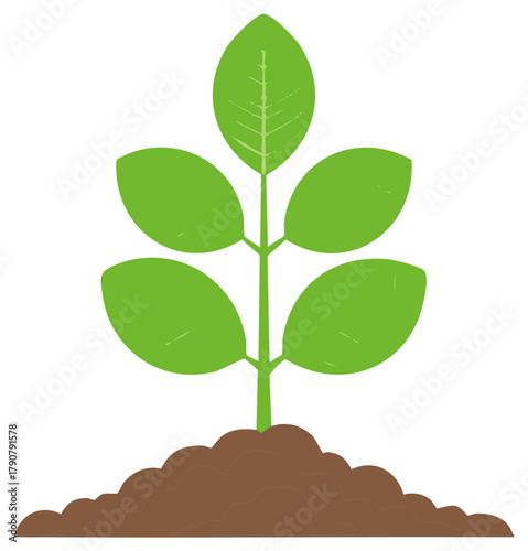 Vibrant green plant seedling with fresh leaves growing in a mound of rich brown soil