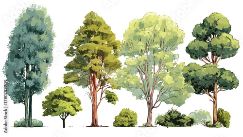 Diverse Perennial Trees with Sturdy Trunks for Landscaping