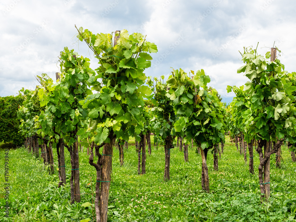 Fototapeta premium vineyards in Kakheti region of Georgia in summer