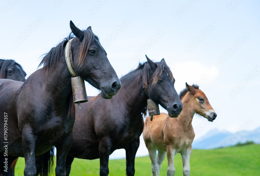 Obraz premium Horses in the Sejos mountain passes in the Sierra del Cordel mountain range, between the Campoo and Saja-Nansa regions. Saja-Besaya Natural Park. Cantabria. Spain. Europe
