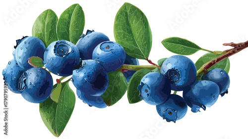 Vibrant Fresh Blueberry Branch with Luscious Blue Berries | Stock Photo
