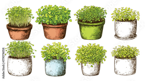 Fresh Micro Green Growing in Pots Vector Set with Outline