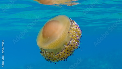 Fototapeta Naklejka Na Ścianę i Meble -  Mediterranean jelly (Cotylorhiza tuberculata) undersea, Aegean Sea, Greece, Halkidiki, Pirgos beach