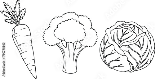 Illustration of Fresh Vegetables including Carrot Broccoli and Cabbage