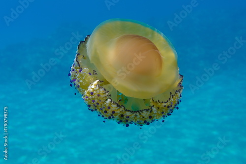 Fototapeta Naklejka Na Ścianę i Meble -  Mediterranean jelly (Cotylorhiza tuberculata) undersea, Aegean Sea, Greece, Halkidiki, Pirgos beach