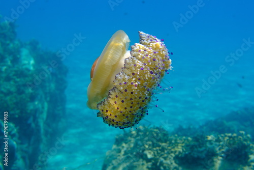 Fototapeta Naklejka Na Ścianę i Meble -  Mediterranean jelly (Cotylorhiza tuberculata) undersea, Aegean Sea, Greece, Halkidiki, Pirgos beach