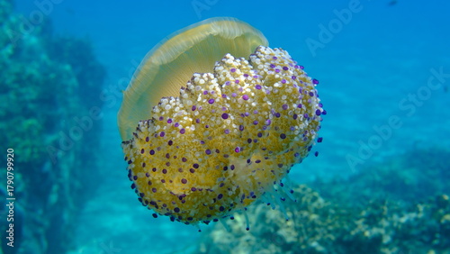 Fototapeta Naklejka Na Ścianę i Meble -  Mediterranean jelly (Cotylorhiza tuberculata) undersea, Aegean Sea, Greece, Halkidiki, Pirgos beach