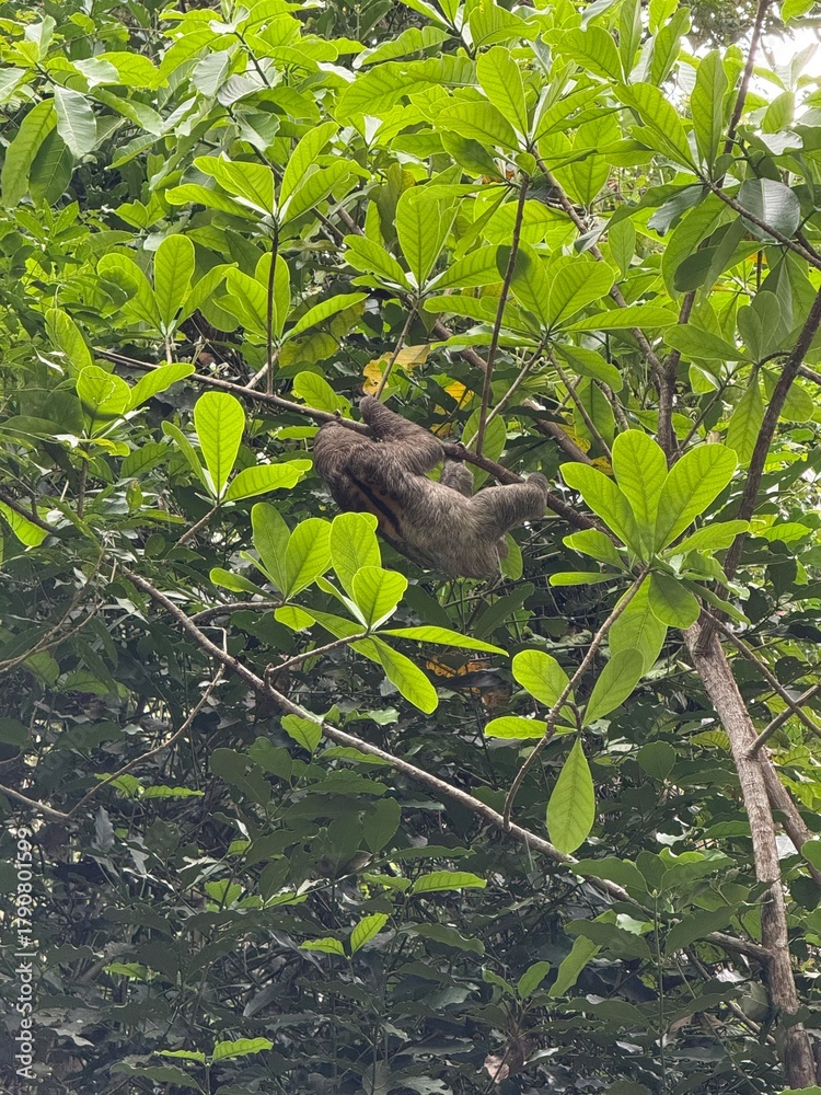 Obraz premium Sloth on the tree