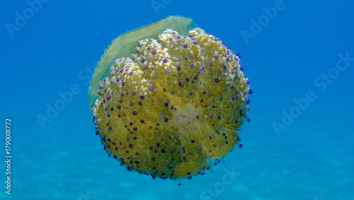 Fototapeta Naklejka Na Ścianę i Meble -  Mediterranean jelly (Cotylorhiza tuberculata) undersea, Aegean Sea, Greece, Halkidiki, Pirgos beach