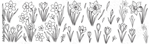 A black and white drawing of flowers with the letters A through Z. The flowers are drawn in various sizes and styles, and the letters are scattered throughout the drawing