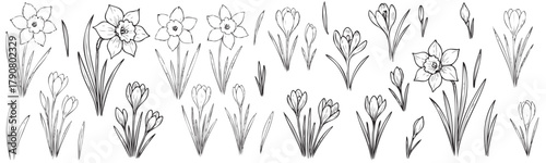 A black and white drawing of flowers with a white background. The flowers are arranged in a row and some are clustered together. The drawing conveys a sense of calmness and serenity