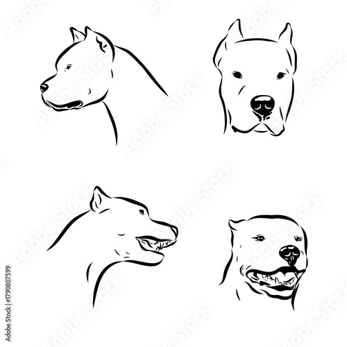 Great Dane of Argentina, breed, vector sketch