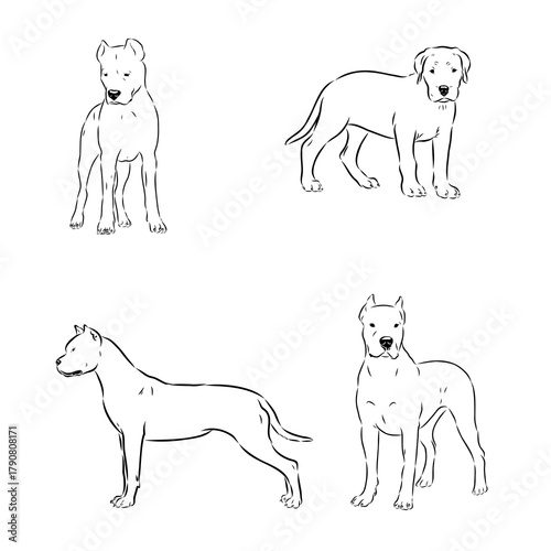 Great Dane of Argentina, breed, vector sketch