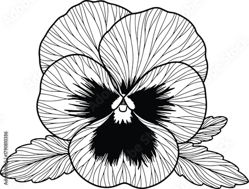 Delicate pansy flower in monochrome design with elegant lines and details