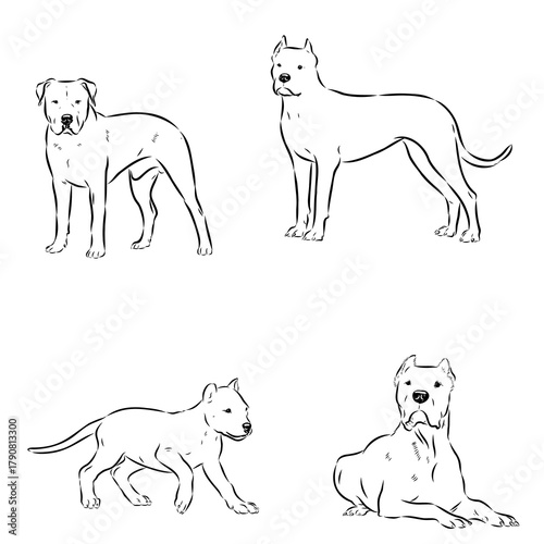 Great Dane of Argentina, breed, vector sketch