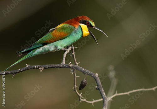 European bee-eater removing pellets by regurgitating indigestible parts of prey.