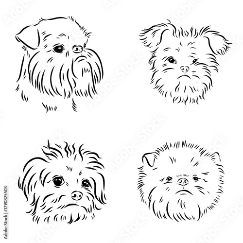 affenpinscher dog breed, vector sketch