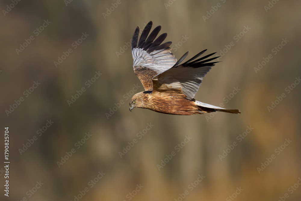 Fototapeta premium Western marsh harrier (Circus aeruginosus)