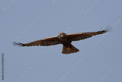 Western marsh harrier (Circus aeruginosus)