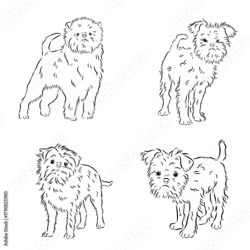 affenpinscher dog breed, vector sketch