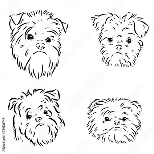affenpinscher dog breed, vector sketch
