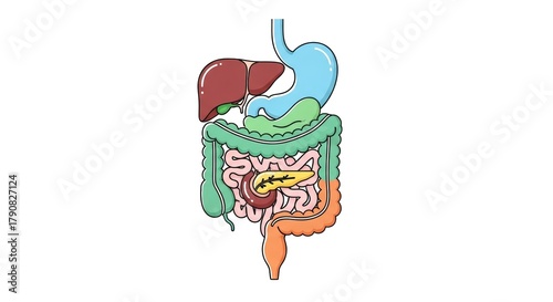 Human digestive system illustration depicting the stomach and intestines