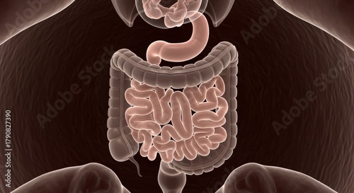 Human digestive system anatomy illustration showing internal intestines view