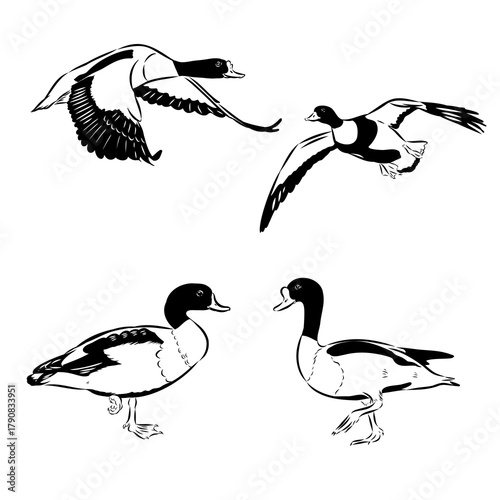 sheldrake duck wild bird, vector sketch