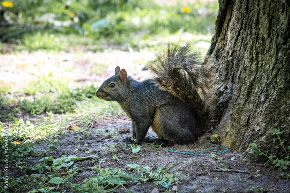 Fototapeta premium squirrel on the tree