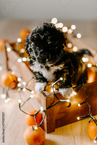 Adorable Black Maltese Puppy in Wooden Box with Christmas Lights