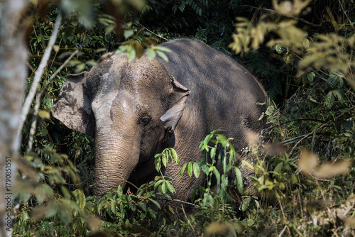 View of an Asian elephant emerges from the dense, vibrant green foliage, its leathery skin a stark contrast to the bright leaves, Mengla, Yunnan, China.