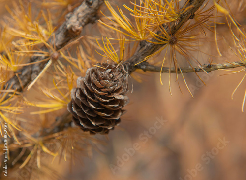 closeup on little pine cone on a branch of larch tree in golden needles backg...