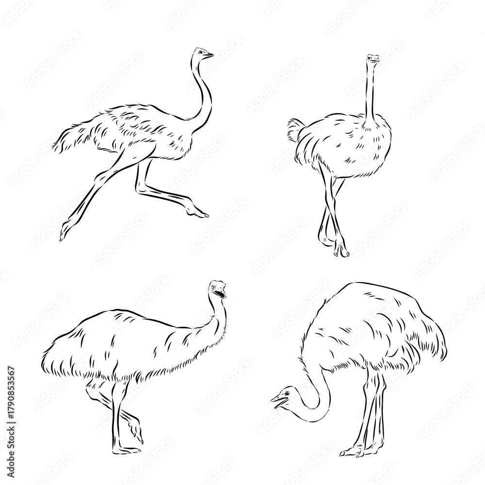 Naklejka premium Wild bird ostrich, vector sketch