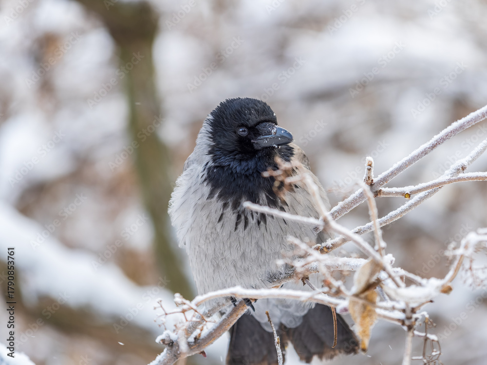 Obraz premium A hooded crow sitting on a tree