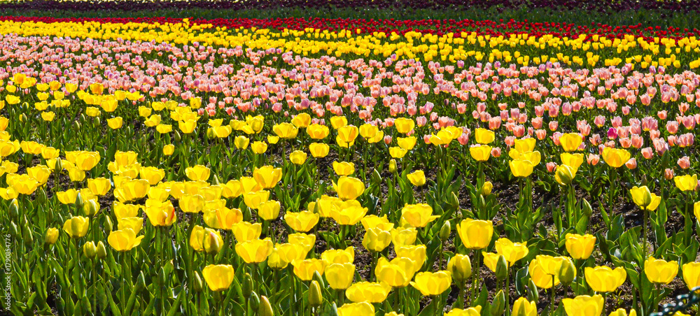 Obraz premium Endless Rows of Red Tulips Under Spring Sunlight