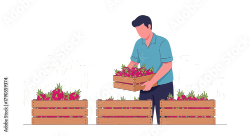 A Person Harvesting Dragon Fruits and Packaging Them in Wooden Crates For Transport