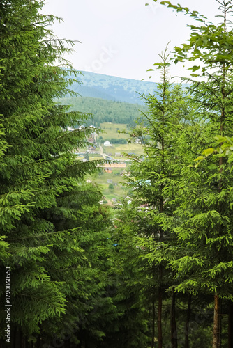View of fir trees and villa...