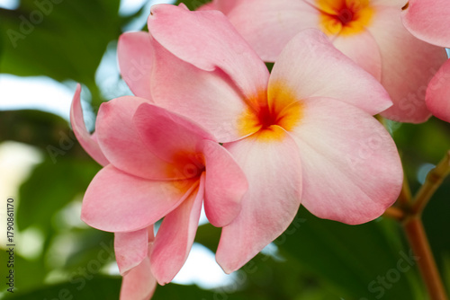 Beautiful plumeria flowers ...