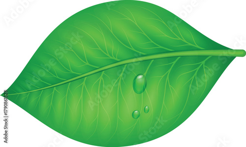 Art & Illustration of a green compound leaf with dew dripping from it