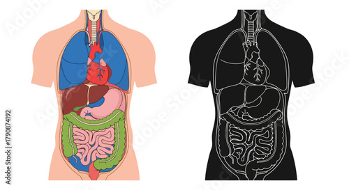 Anatomy of the human torso colorful illustration and corresponding outline view