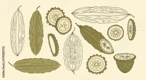 Bitter Melon Illustration: A Display of Edible Gourds Freshly Harvested in Detail